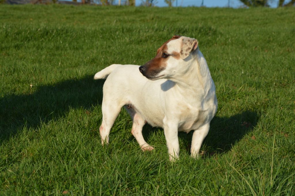 Miss you Des Terriers Du Large