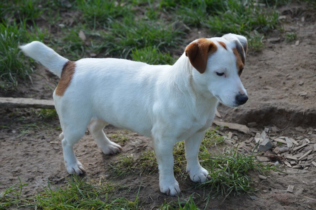 Upy ya Des Terriers Du Large