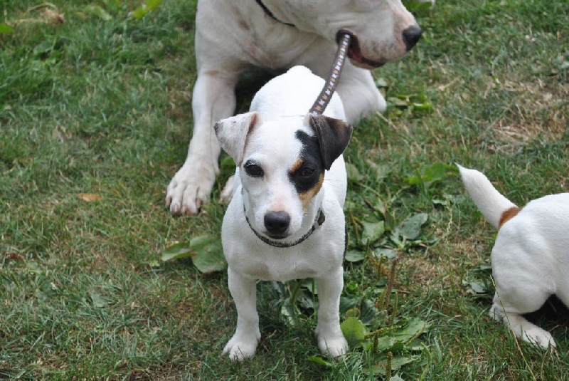 Holly Des Terriers Du Large