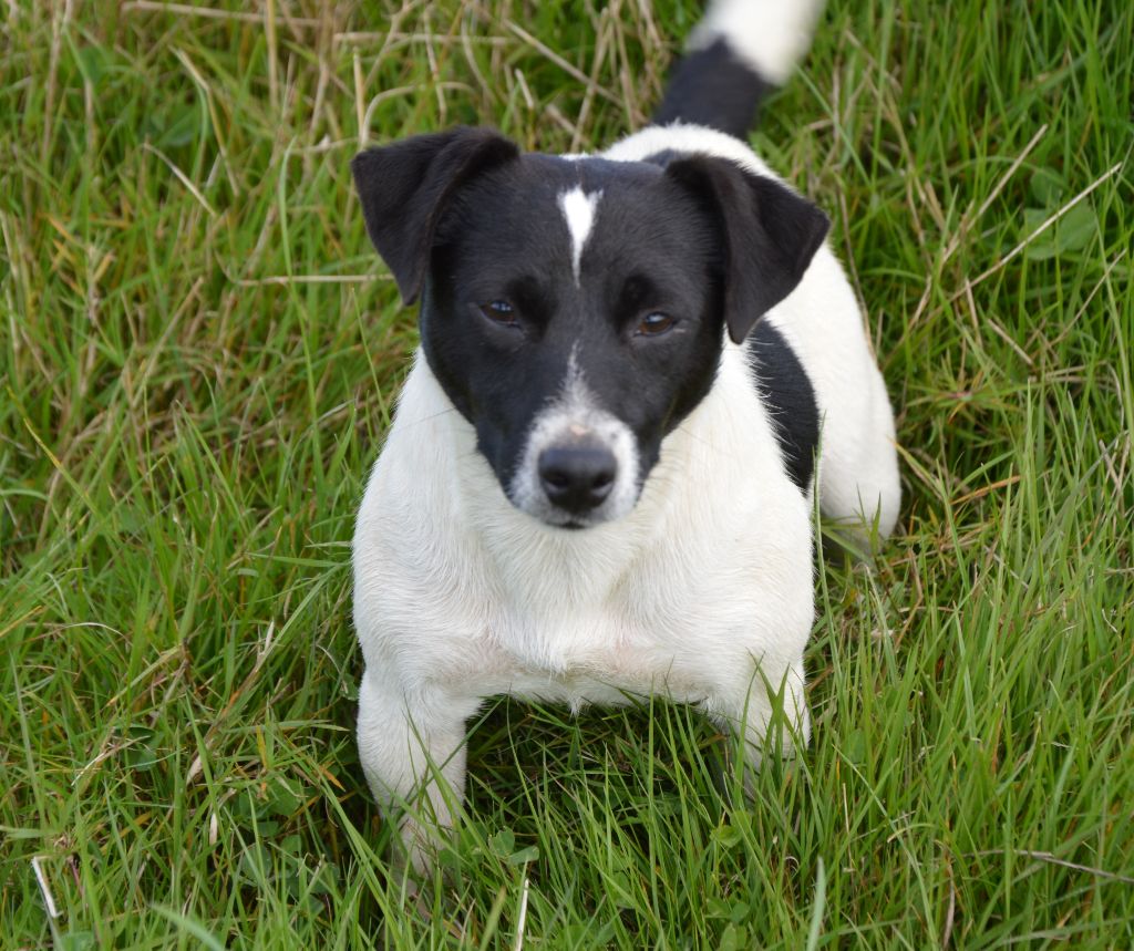 U'wendy Des Terriers Du Large