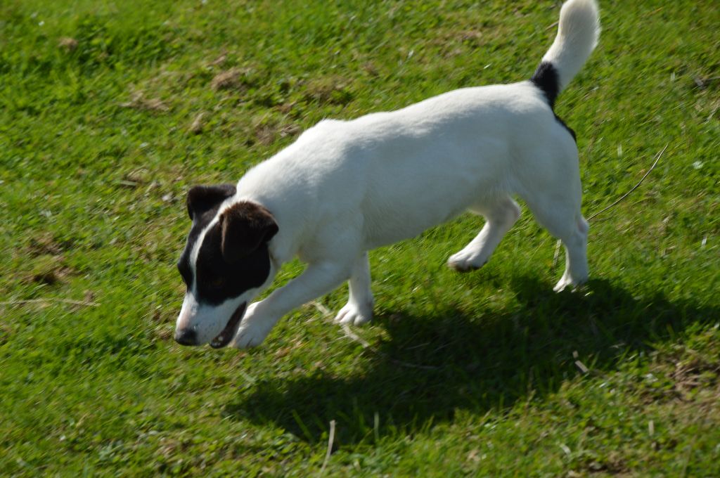 Uline Des Terriers Du Large