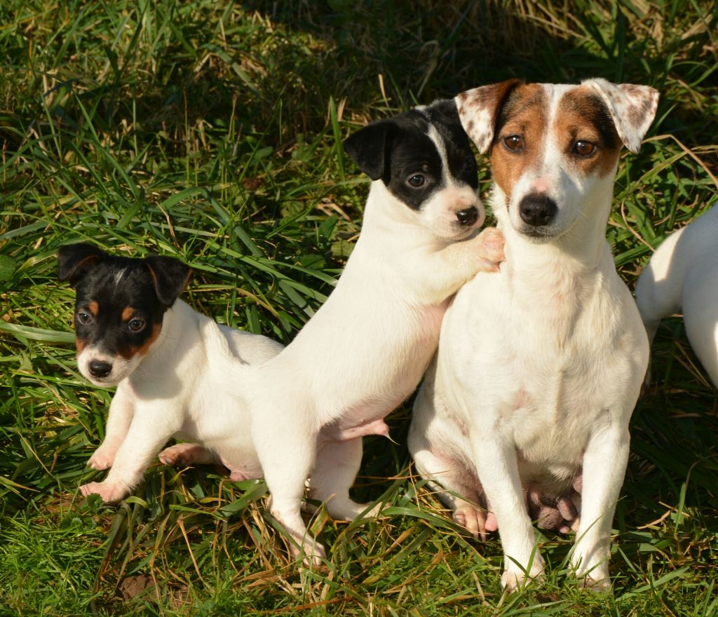 Lisbonne Des Terriers Du Large