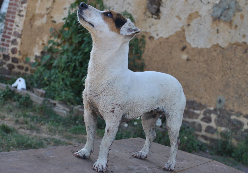 Lisbonne Des Terriers Du Large