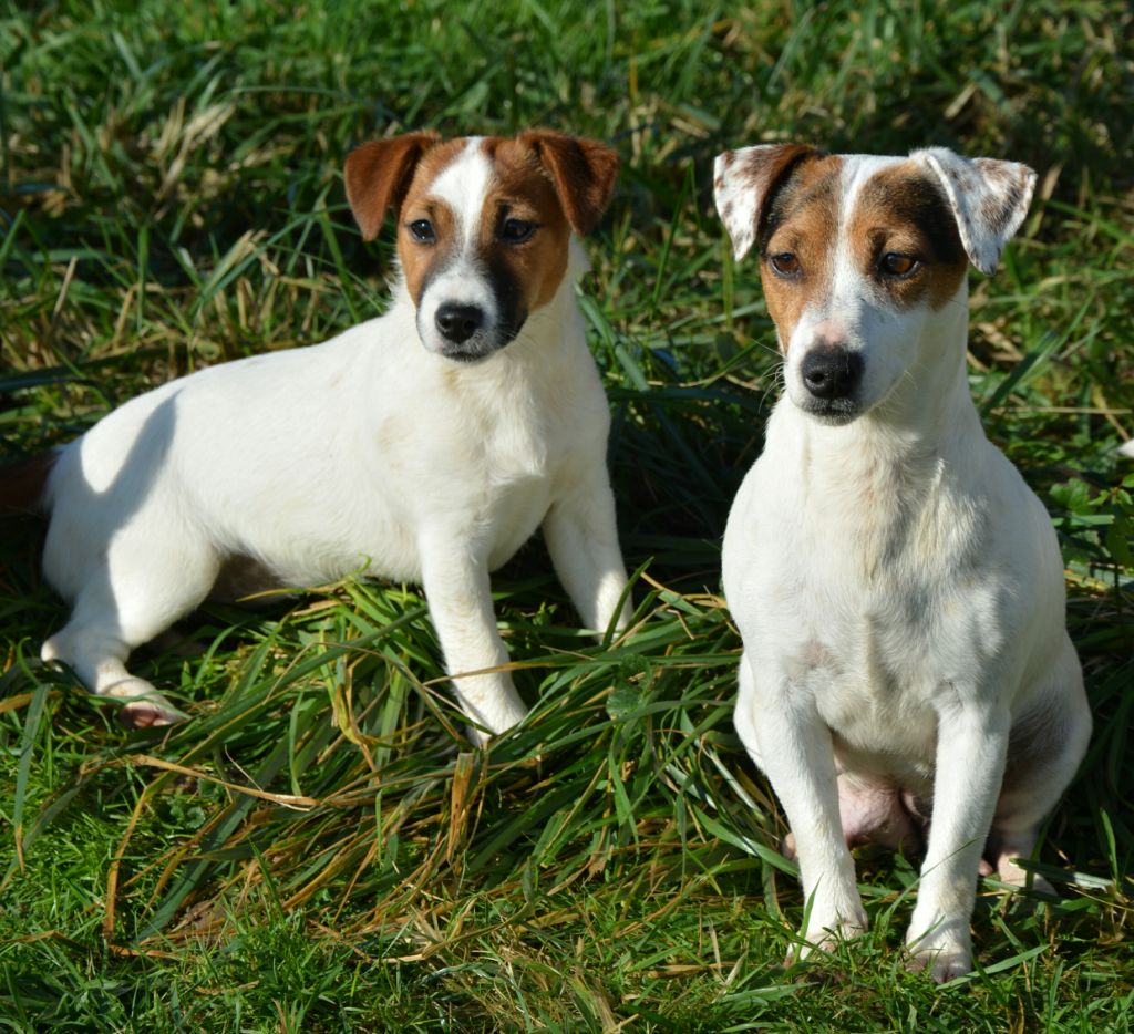 Lisbonne Des Terriers Du Large