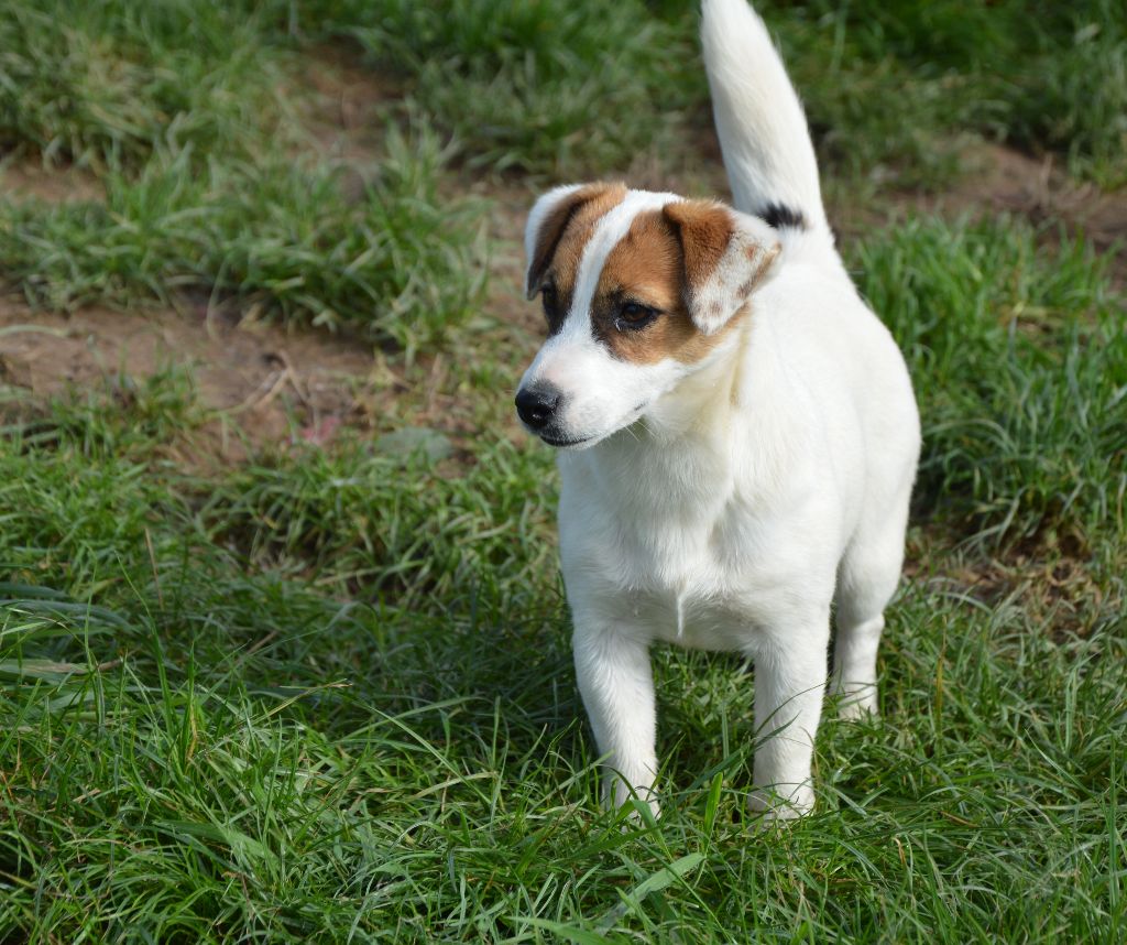 Ultimat kaleesi Des Terriers Du Large