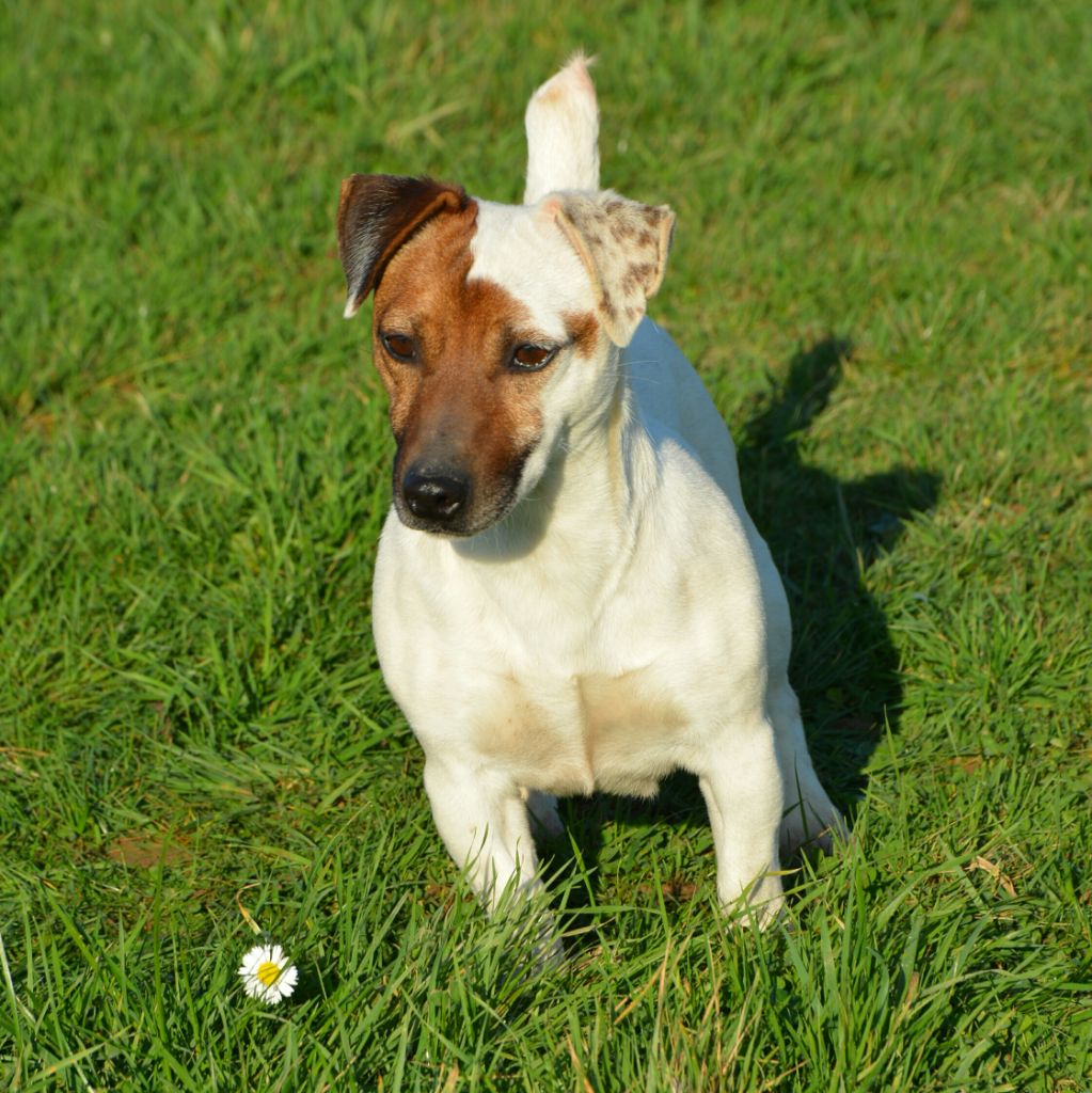 Miss you Des Terriers Du Large