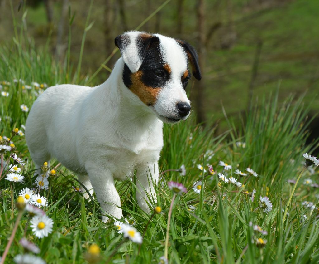 Unjoye yourself Des Terriers Du Large