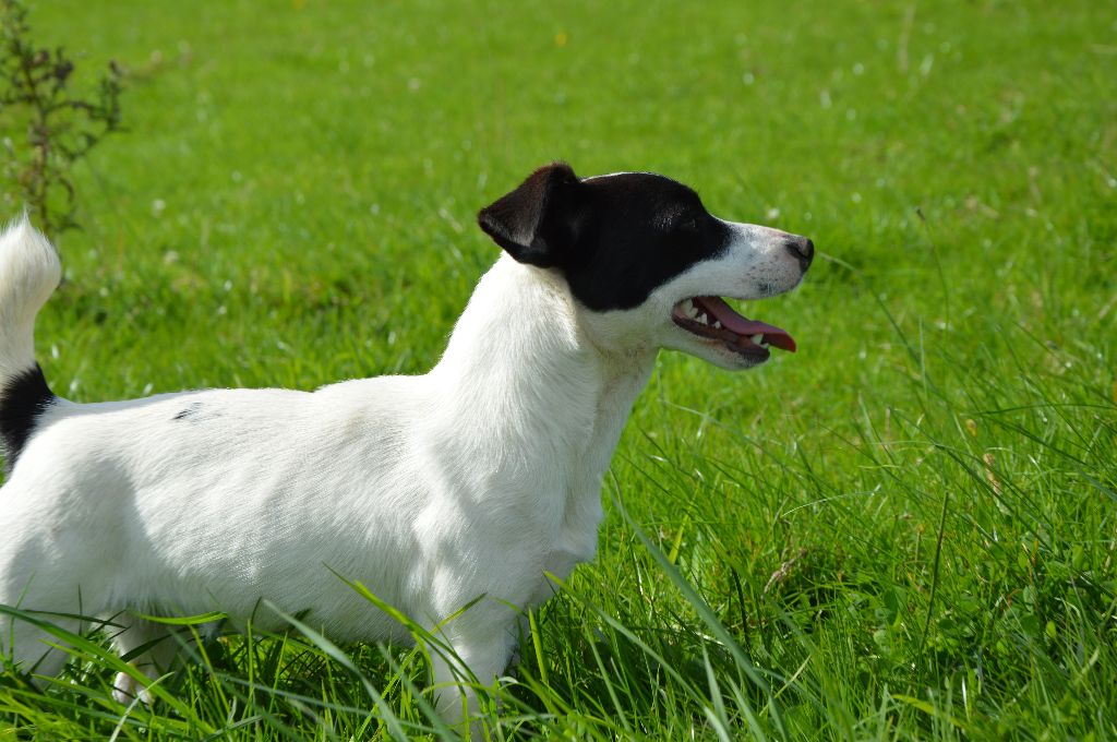 Uline Des Terriers Du Large