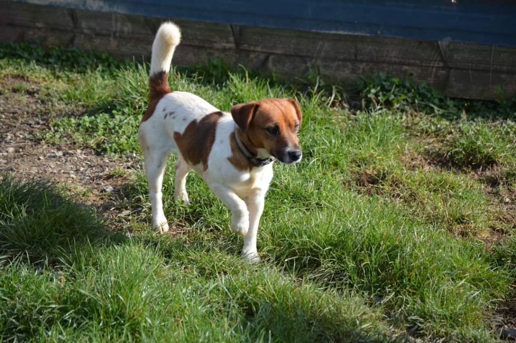 Takine Des Terriers Du Large