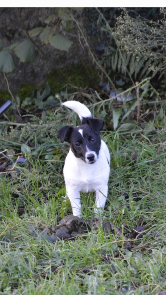 U'wendy Des Terriers Du Large