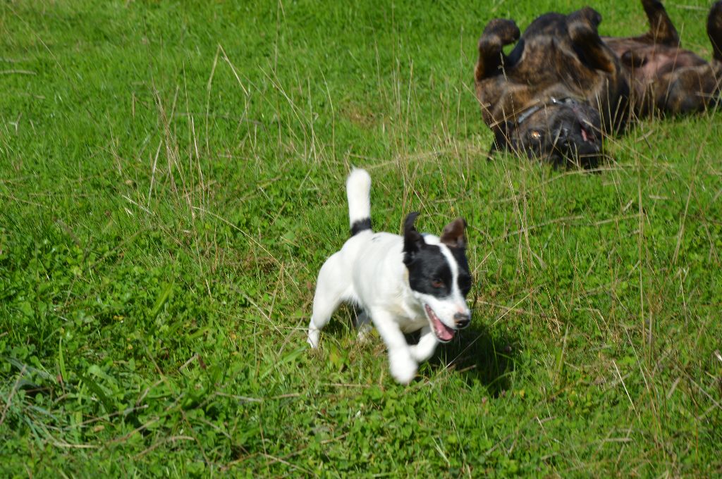 Uline Des Terriers Du Large