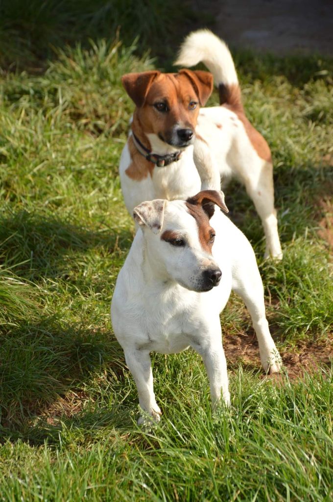 Takine Des Terriers Du Large