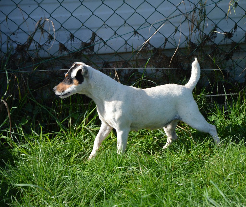 Tatihou Des Terriers Du Large