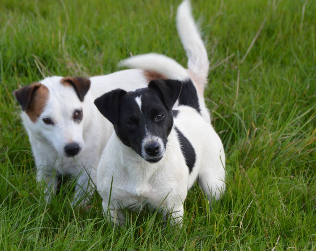 U'wendy Des Terriers Du Large