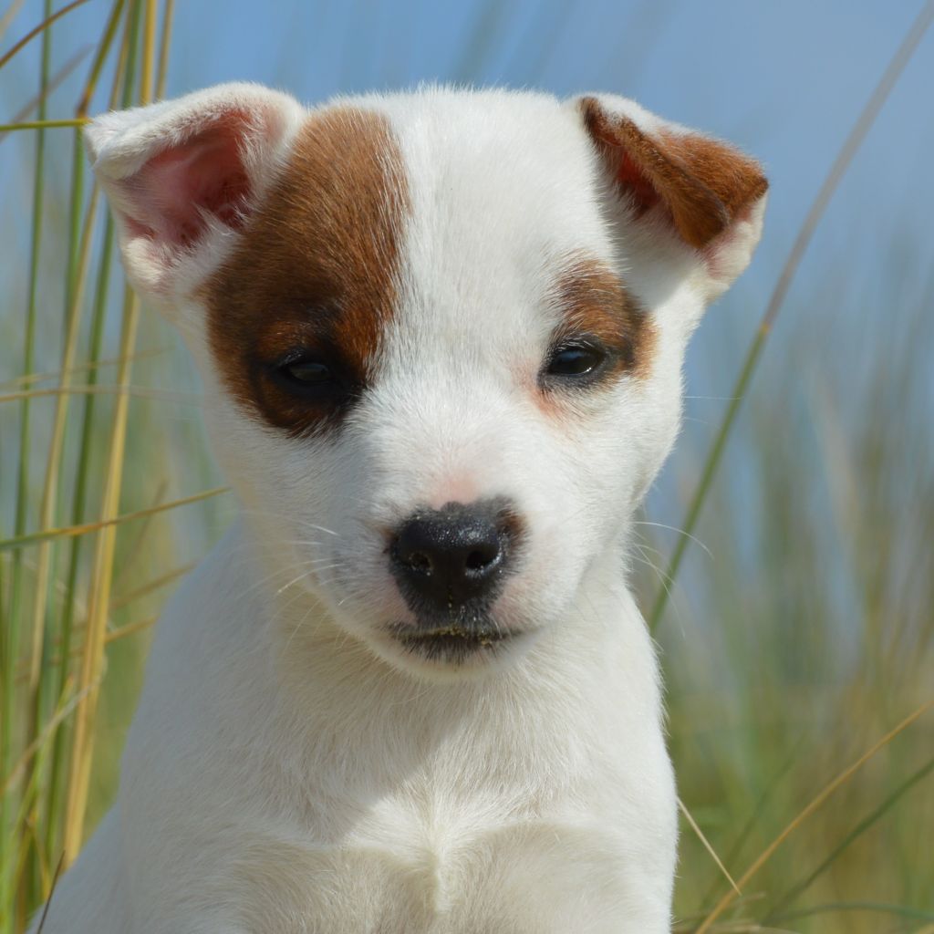 Earl Des Monts De Guelle - Chiot disponible  - Jack Russell Terrier