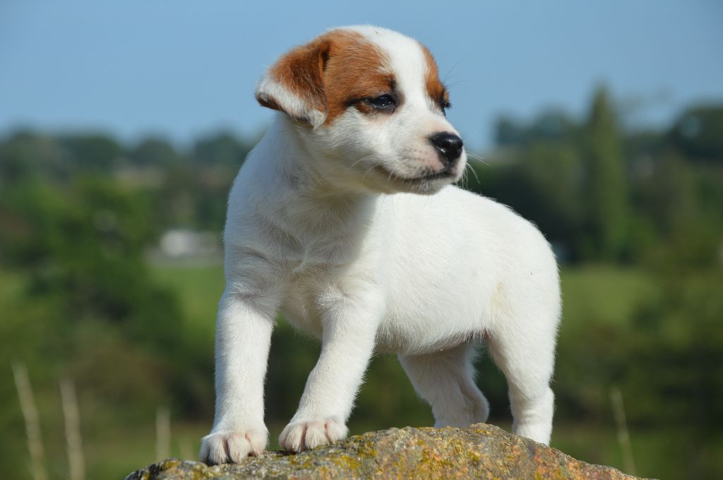 Earl Des Monts De Guelle - Chiot disponible  - Jack Russell Terrier