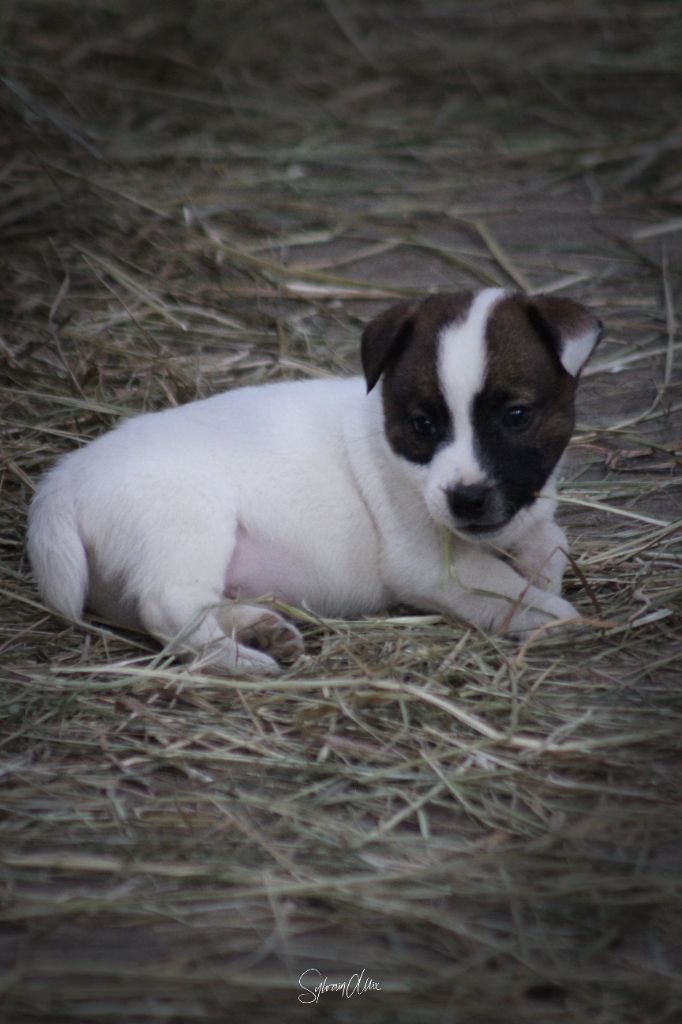 Earl Des Monts De Guelle - Chiot disponible  - Jack Russell Terrier