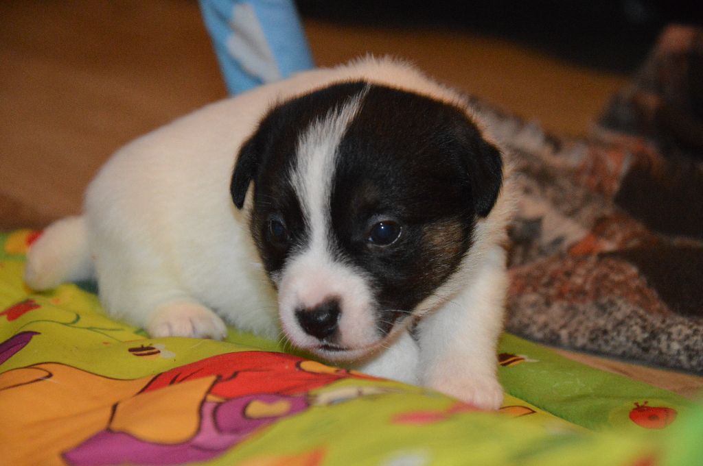 Earl Des Monts De Guelle - Chiot disponible  - Jack Russell Terrier