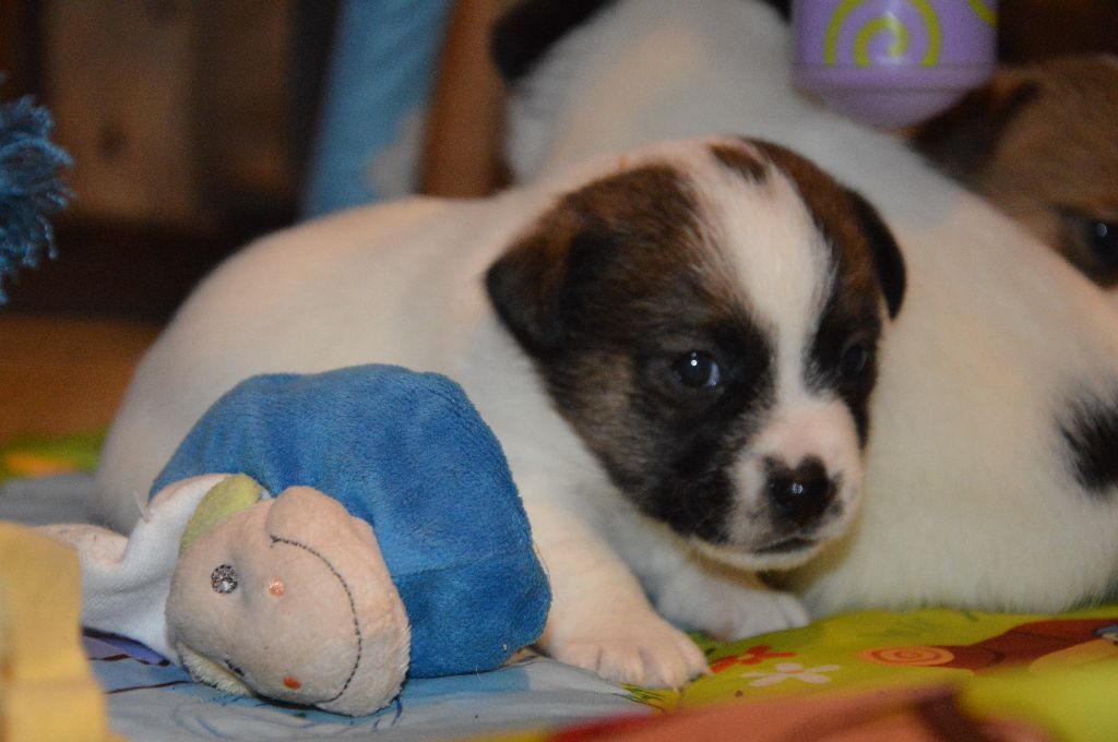 Earl Des Monts De Guelle - Chiot disponible  - Jack Russell Terrier