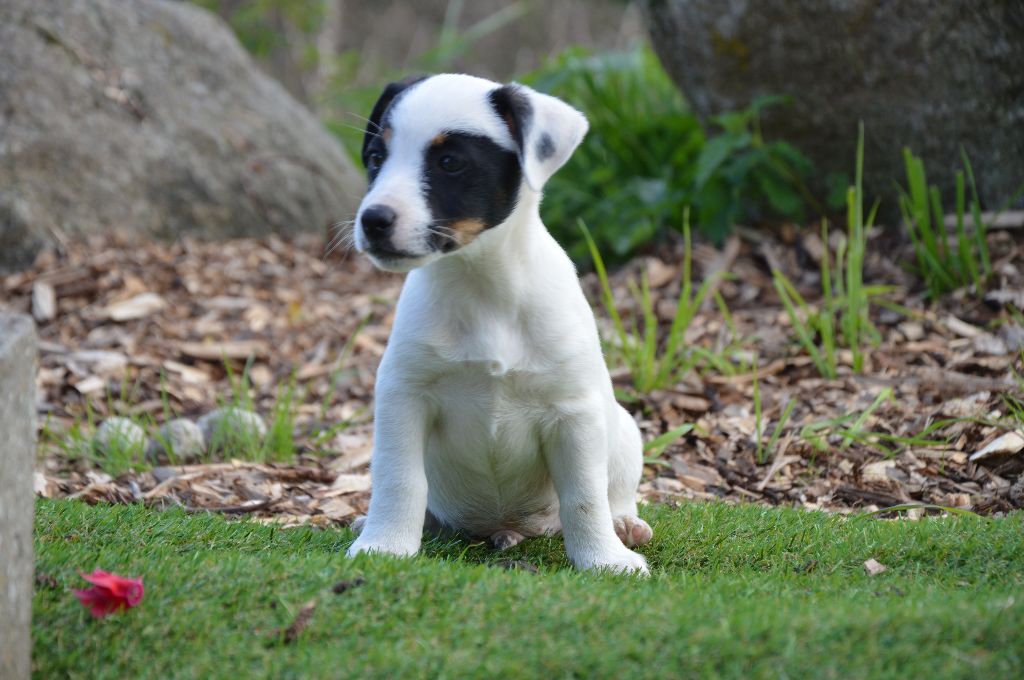 Earl Des Monts De Guelle - Chiot disponible  - Jack Russell Terrier