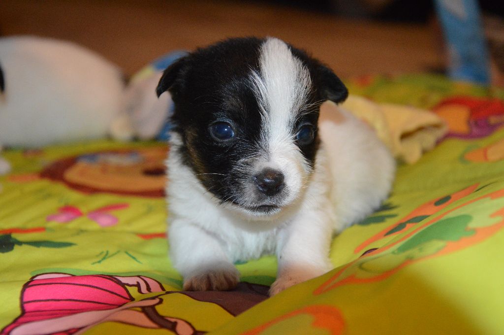 Earl Des Monts De Guelle - Chiot disponible  - Jack Russell Terrier