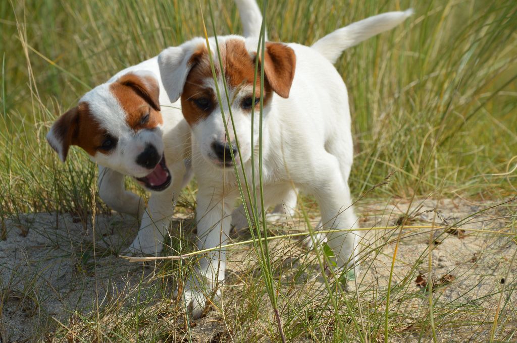 chiot Jack Russell Terrier Earl Des Monts De Guelle