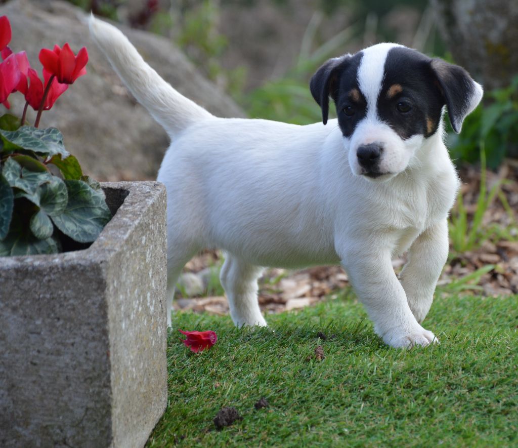 Earl Des Monts De Guelle - Chiot disponible  - Jack Russell Terrier