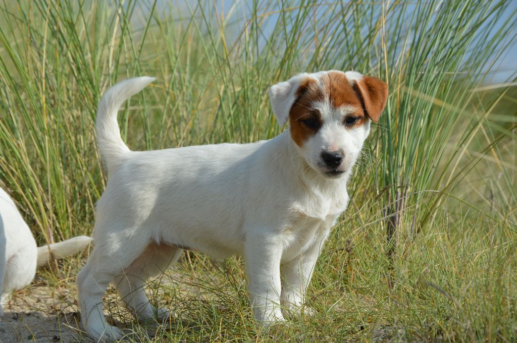 Earl Des Monts De Guelle - Chiot disponible  - Jack Russell Terrier