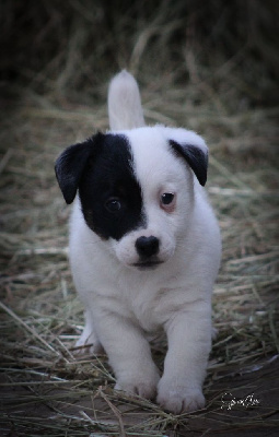 Earl Des Monts De Guelle - Jack Russell Terrier - Portée née le 12/02/2024