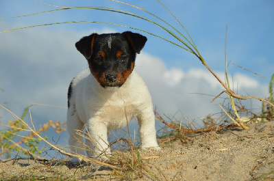 Earl Des Monts De Guelle - Jack Russell Terrier - Portée née le 09/07/2024