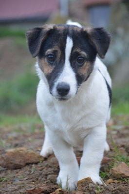 Earl Des Monts De Guelle - Jack Russell Terrier - Portée née le 05/09/2023