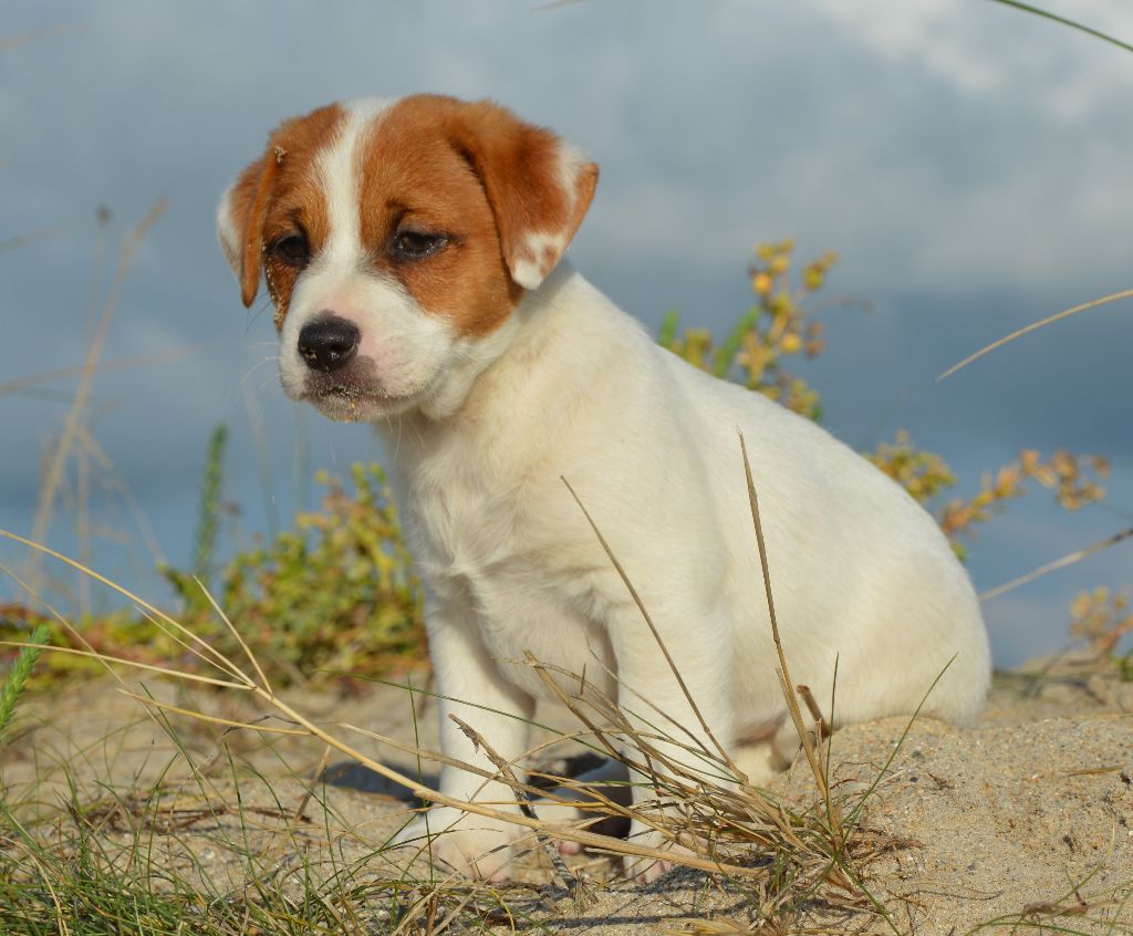 Earl Des Monts De Guelle - Chiot disponible  - Jack Russell Terrier