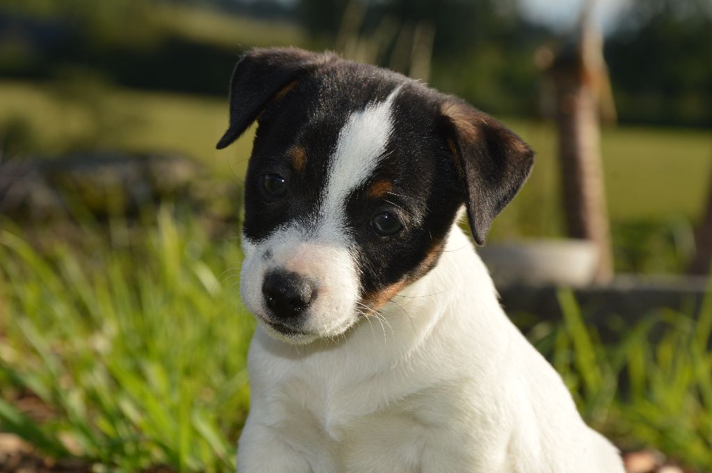 Earl Des Monts De Guelle - Chiot disponible  - Jack Russell Terrier