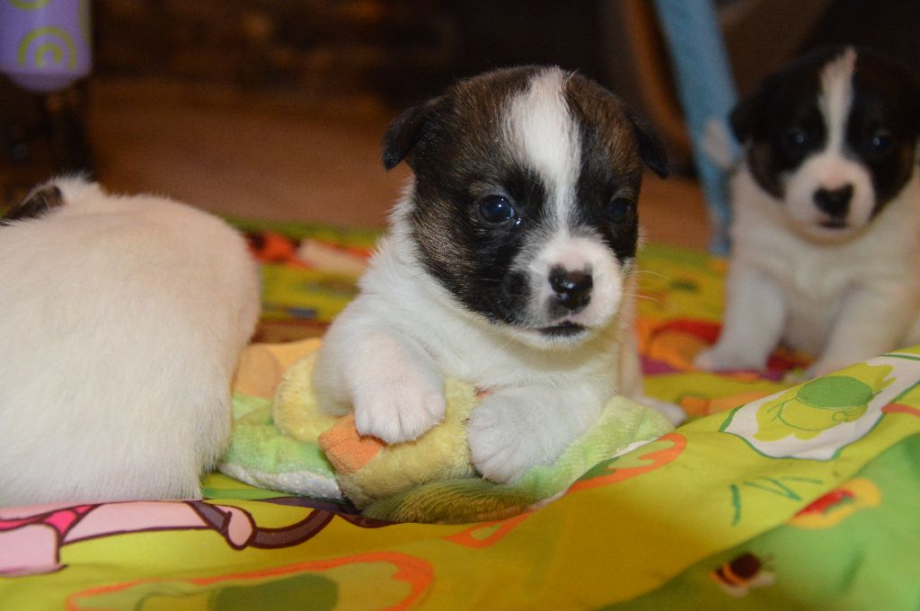 Earl Des Monts De Guelle - Chiot disponible  - Jack Russell Terrier