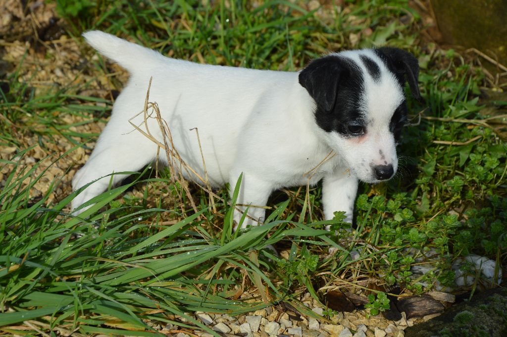Earl Des Monts De Guelle - Chiot disponible  - Jack Russell Terrier