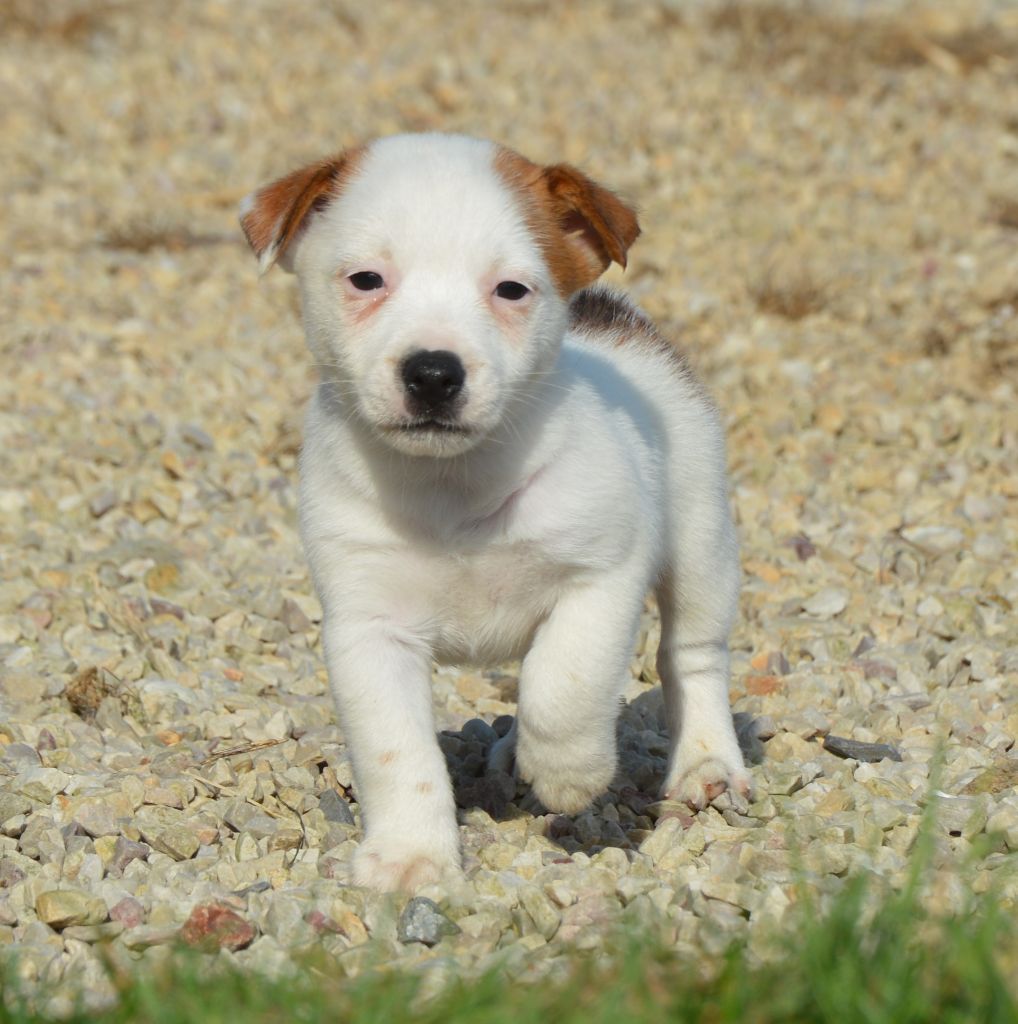 Earl Des Monts De Guelle - Chiot disponible  - Jack Russell Terrier