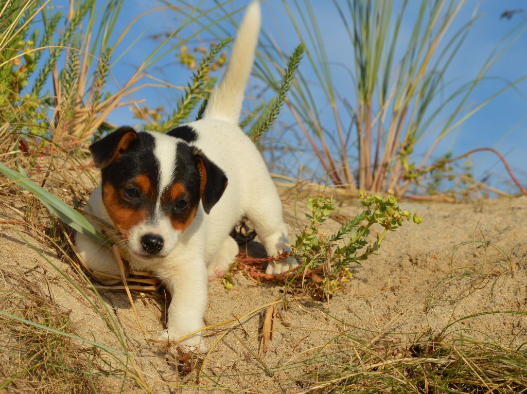 Earl Des Monts De Guelle - Chiot disponible  - Jack Russell Terrier