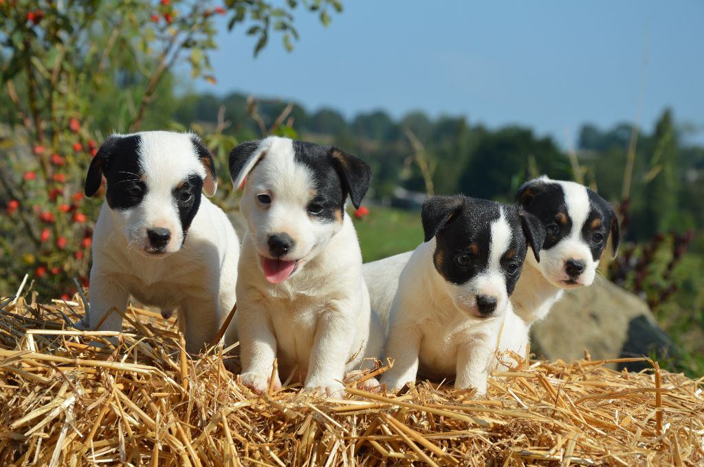 chiot Jack Russell Terrier Earl Des Monts De Guelle