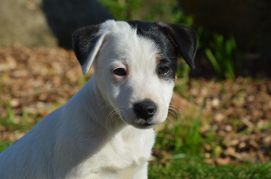 Earl Des Monts De Guelle - Chiot disponible  - Jack Russell Terrier