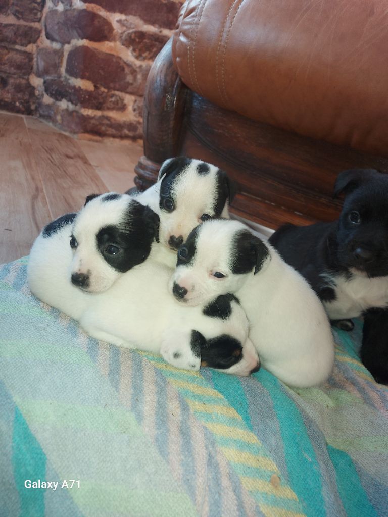 chiot Jack Russell Terrier Earl Des Monts De Guelle