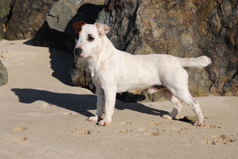 Laszlo des Gres de Malleville