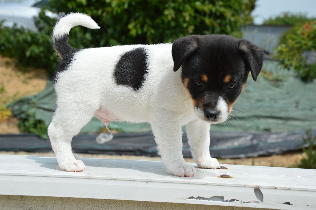 AÎko Des Terriers Du Large