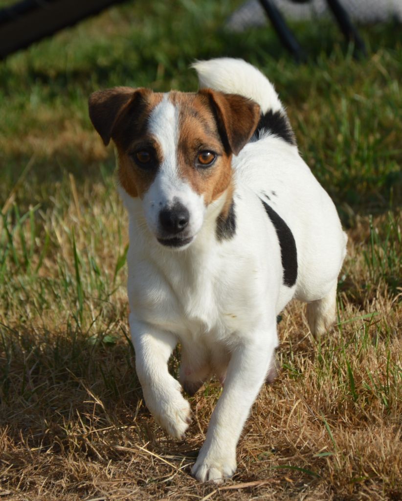 Umea Des Terriers Du Large