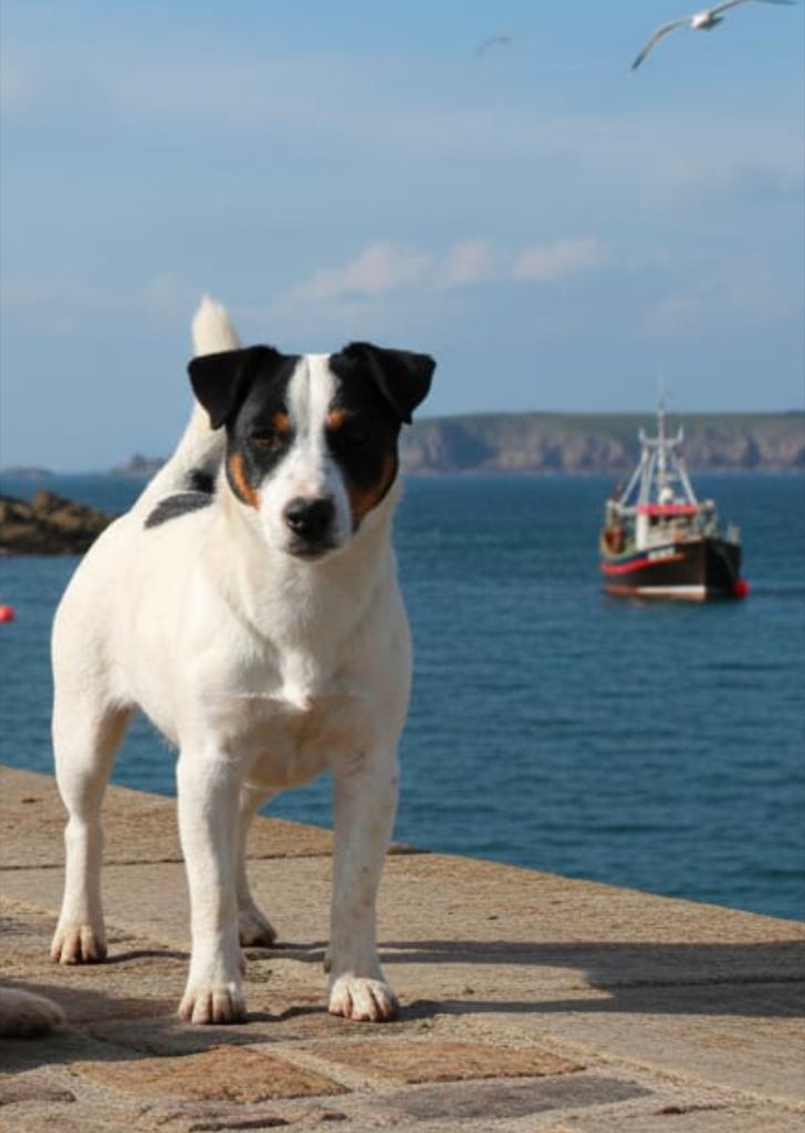 Syrius black di eolohouse