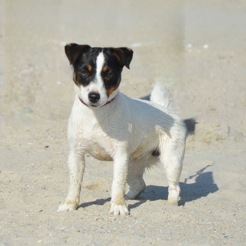 Vigie Des Terriers Du Large