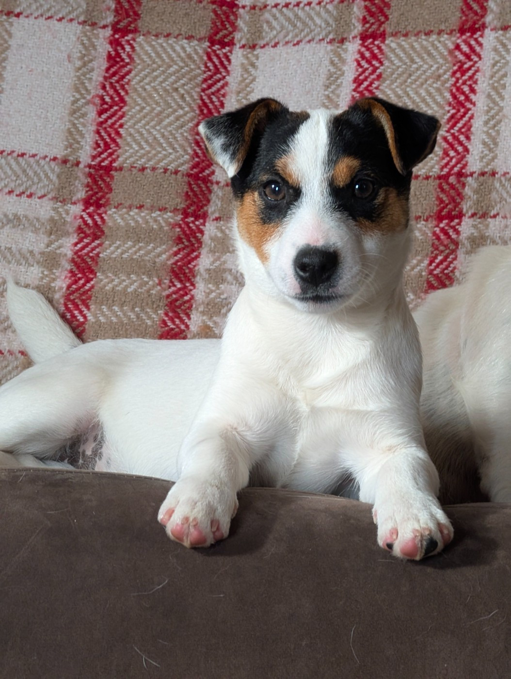 Arley Des Terriers Du Large