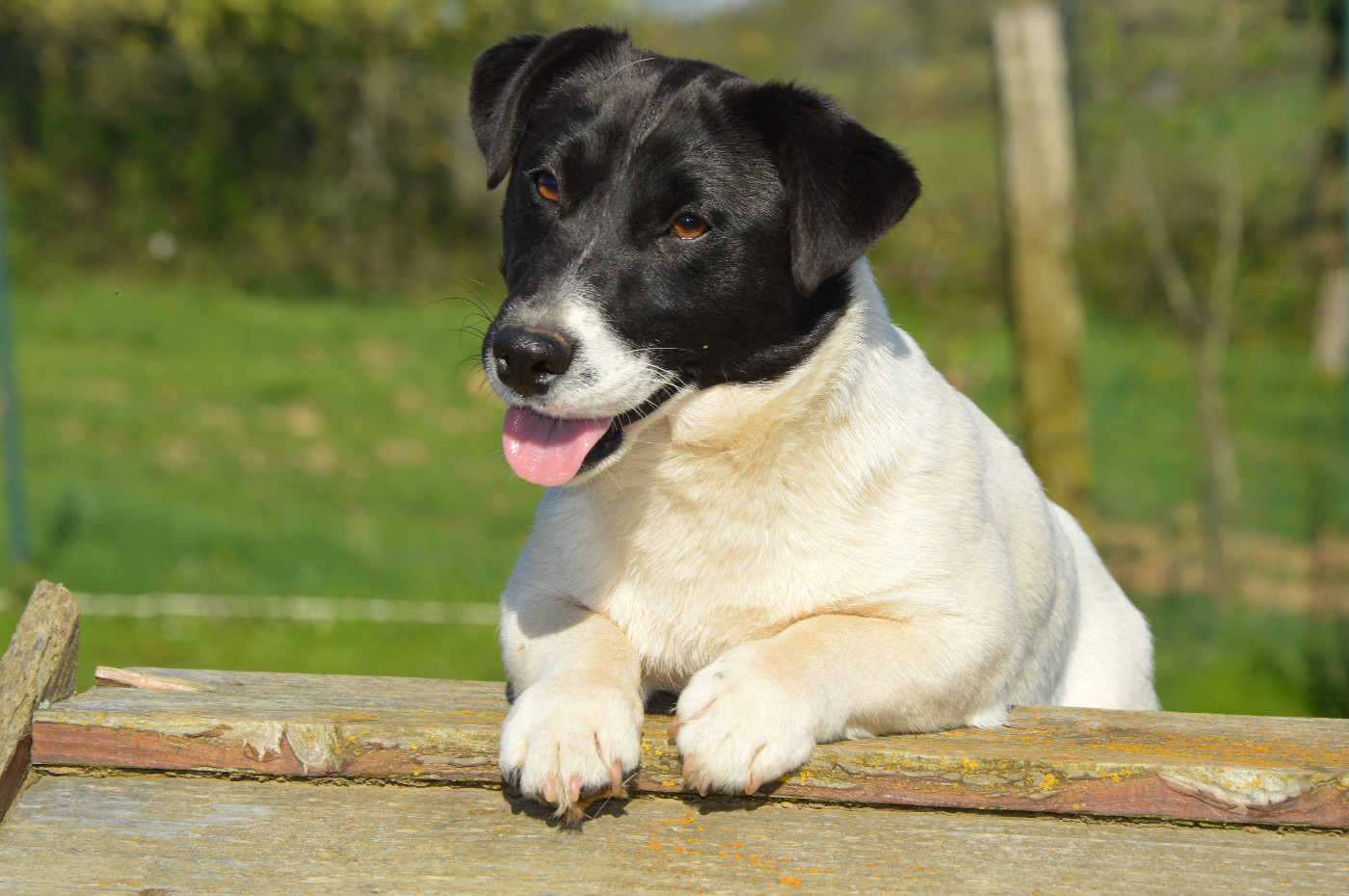 AD VITAM Des Terriers Du Large