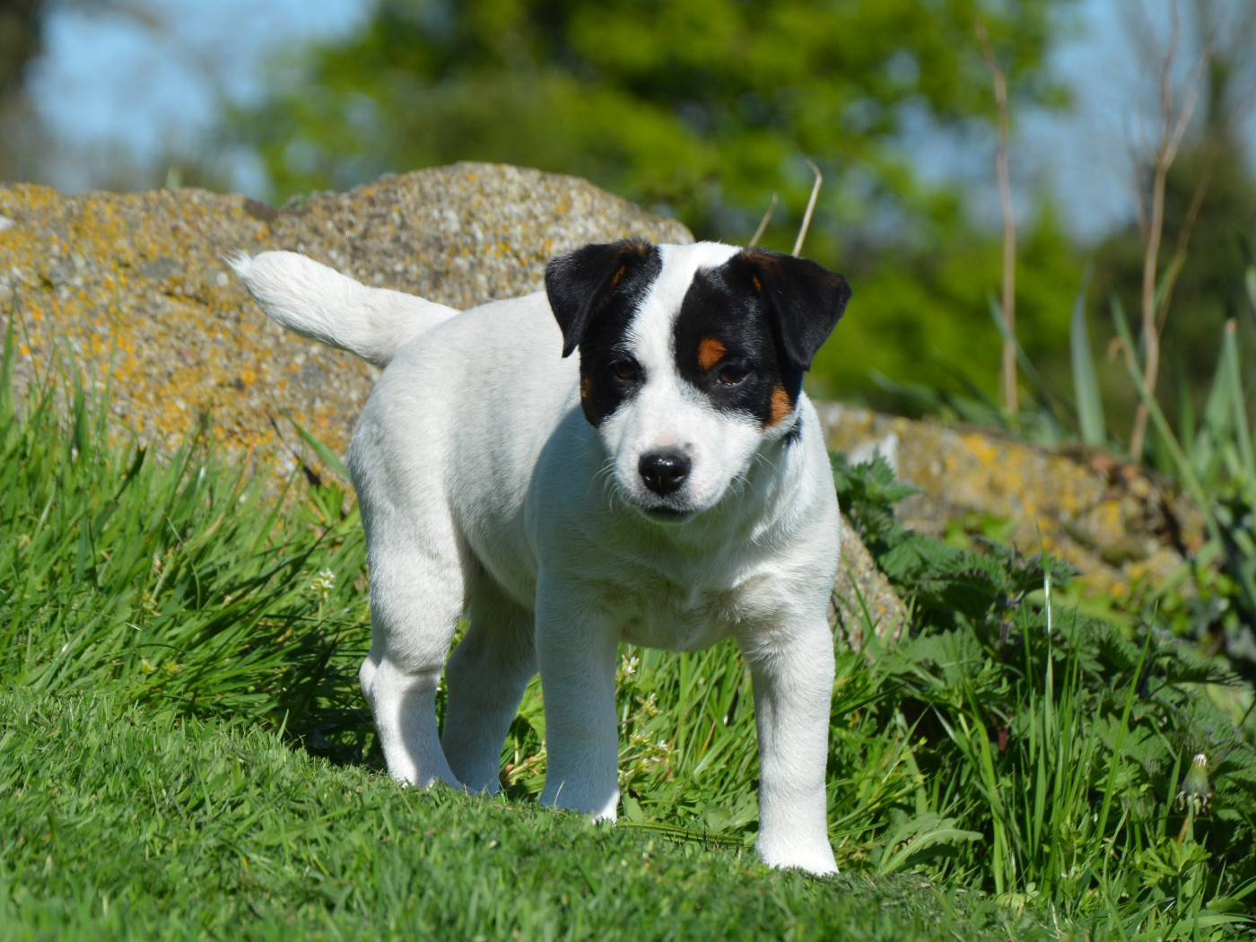 ANGGUN Des Terriers Du Large