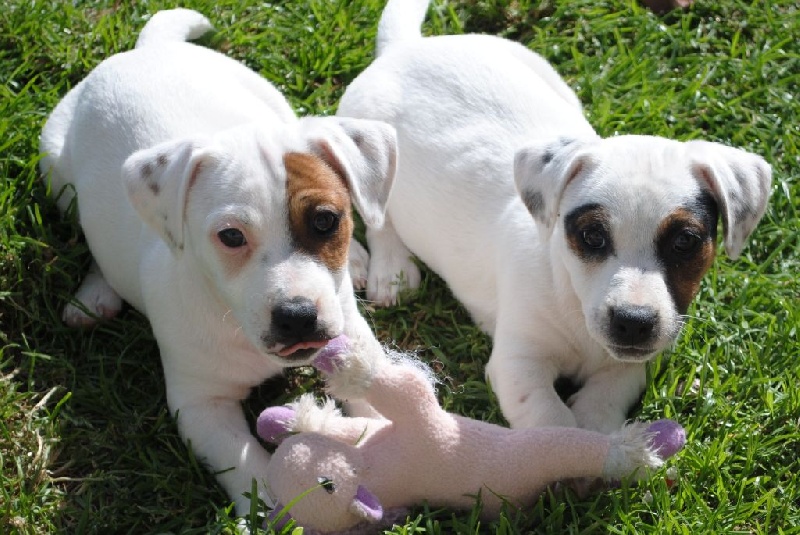 Chiots d'Ydille et Diego