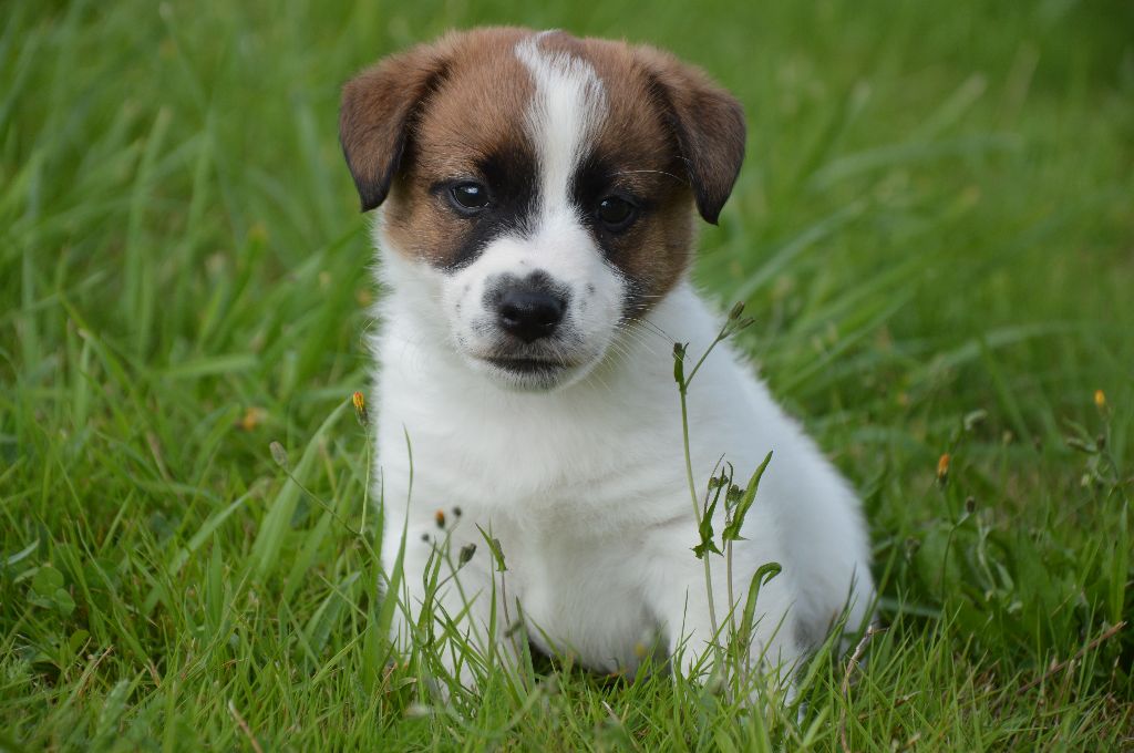 Des Terriers Du Large - Chiots disponibles - Jack Russell Terrier